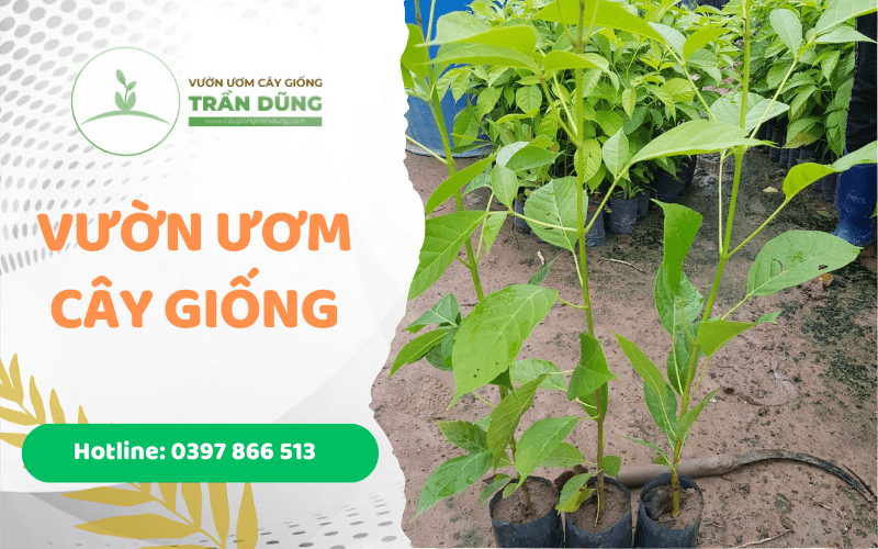 vườn ươm cây giống trần dũng