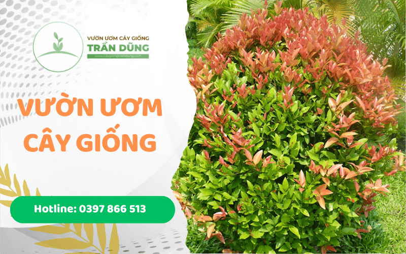 vườn ươm cây giống trần dũng