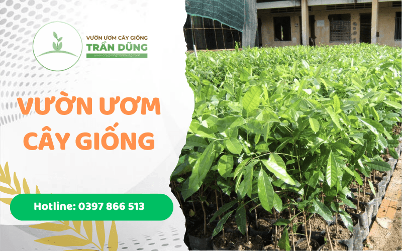 vườn ươm cây giống trần dũng