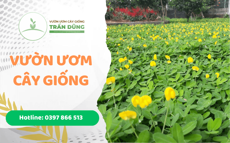 vườn ươm cây giống trần dũng