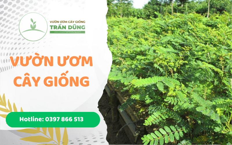 vườn ươm cây giống trần dũng