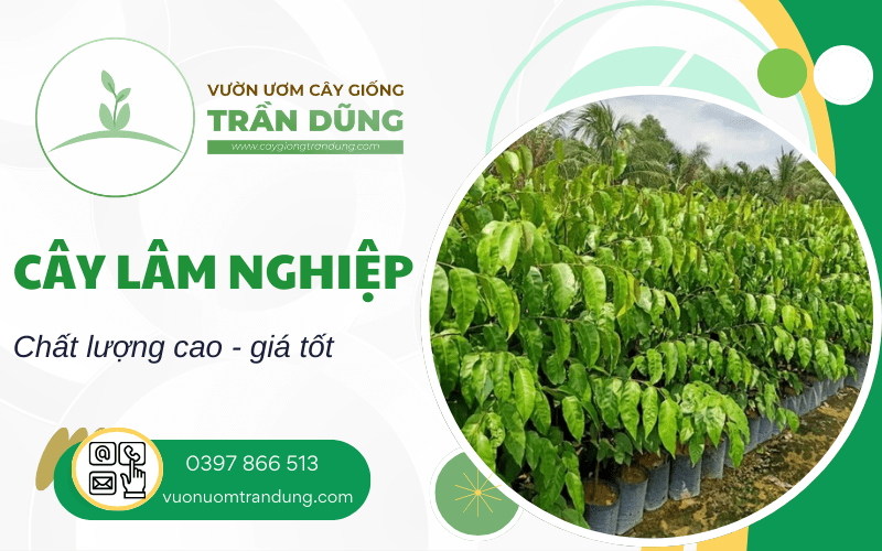 cây lâm nghiệp