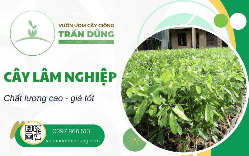 cây lâm nghiệp