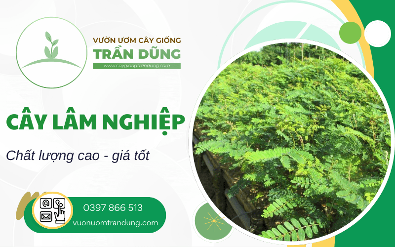 cây lâm nghiệp