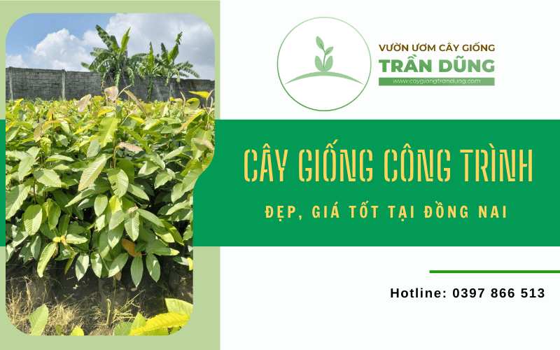 Đơn vị cung cấp cây giống công trình đẹp, giá tốt tại Đồng Nai