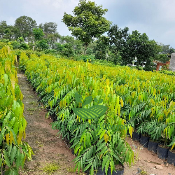 CÂY HOÀNG NAM GIỐNG